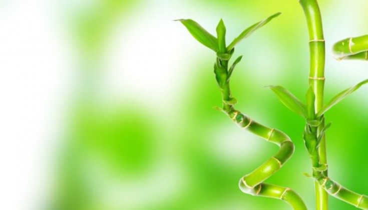 plantacion-bambu-suerte-xl-668x400x80xX